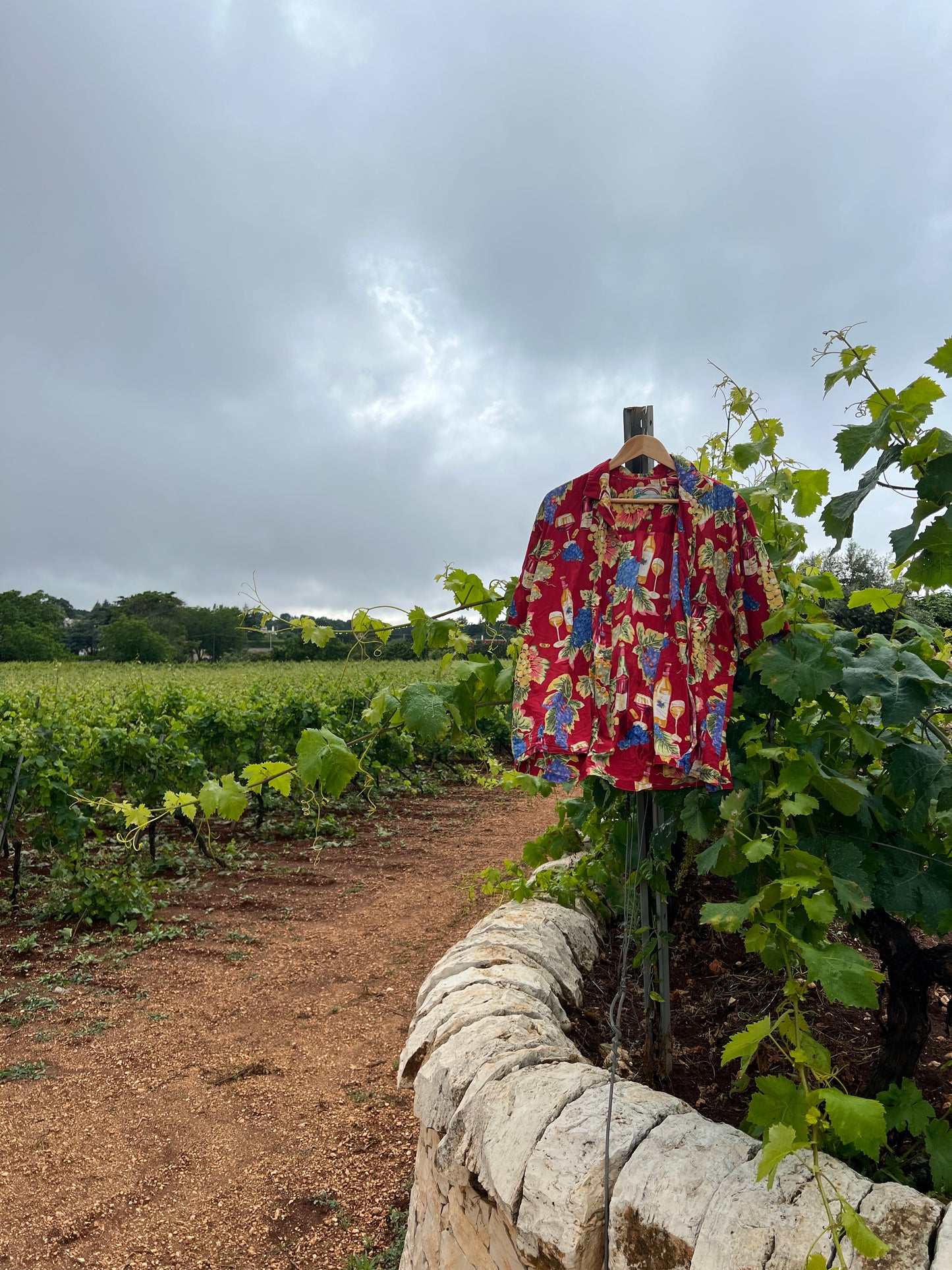 Vineyard Haven Button Down