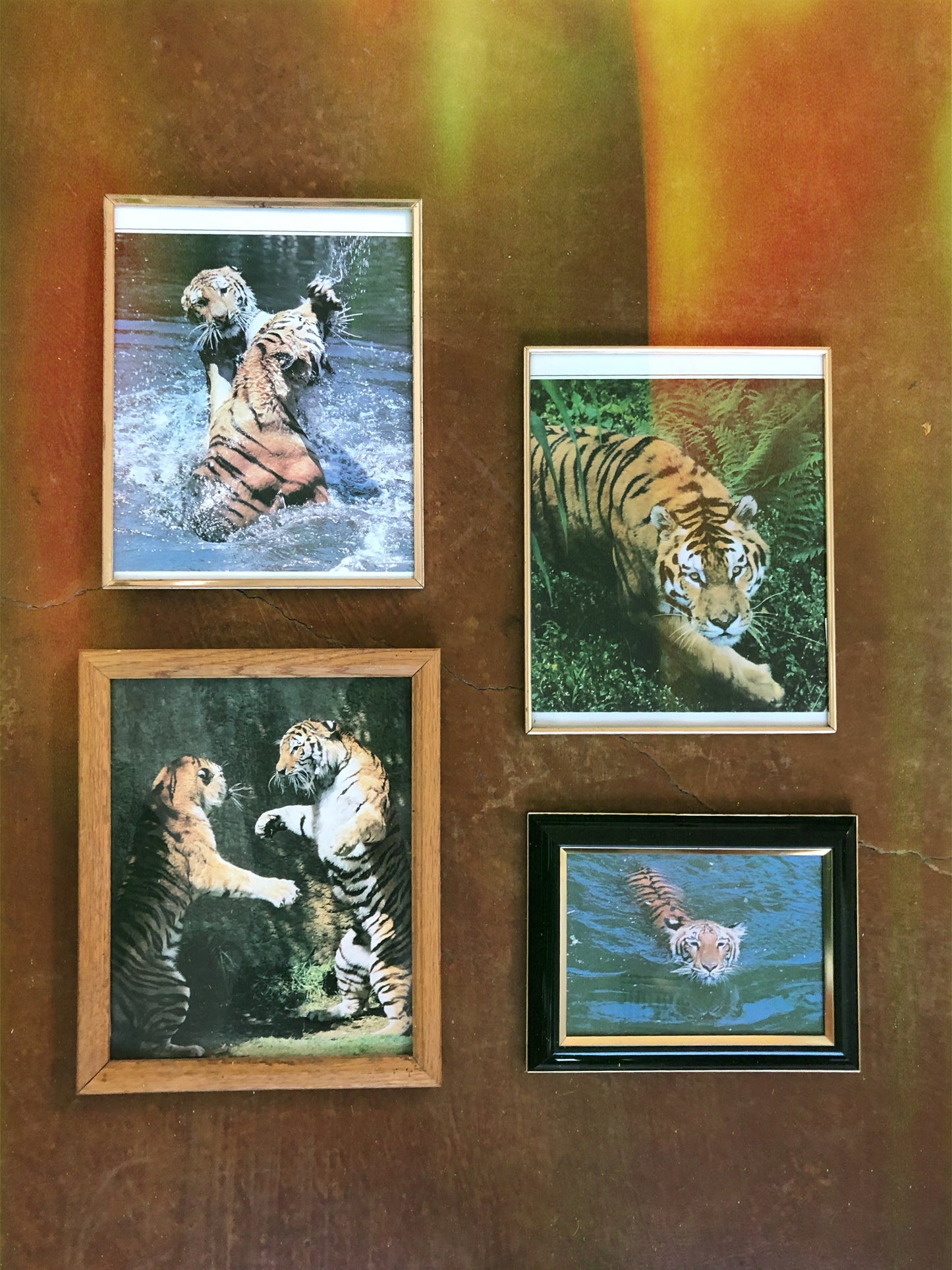 Tiger Collection