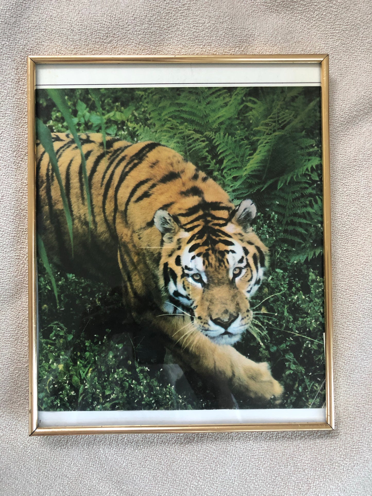 Tiger Collection