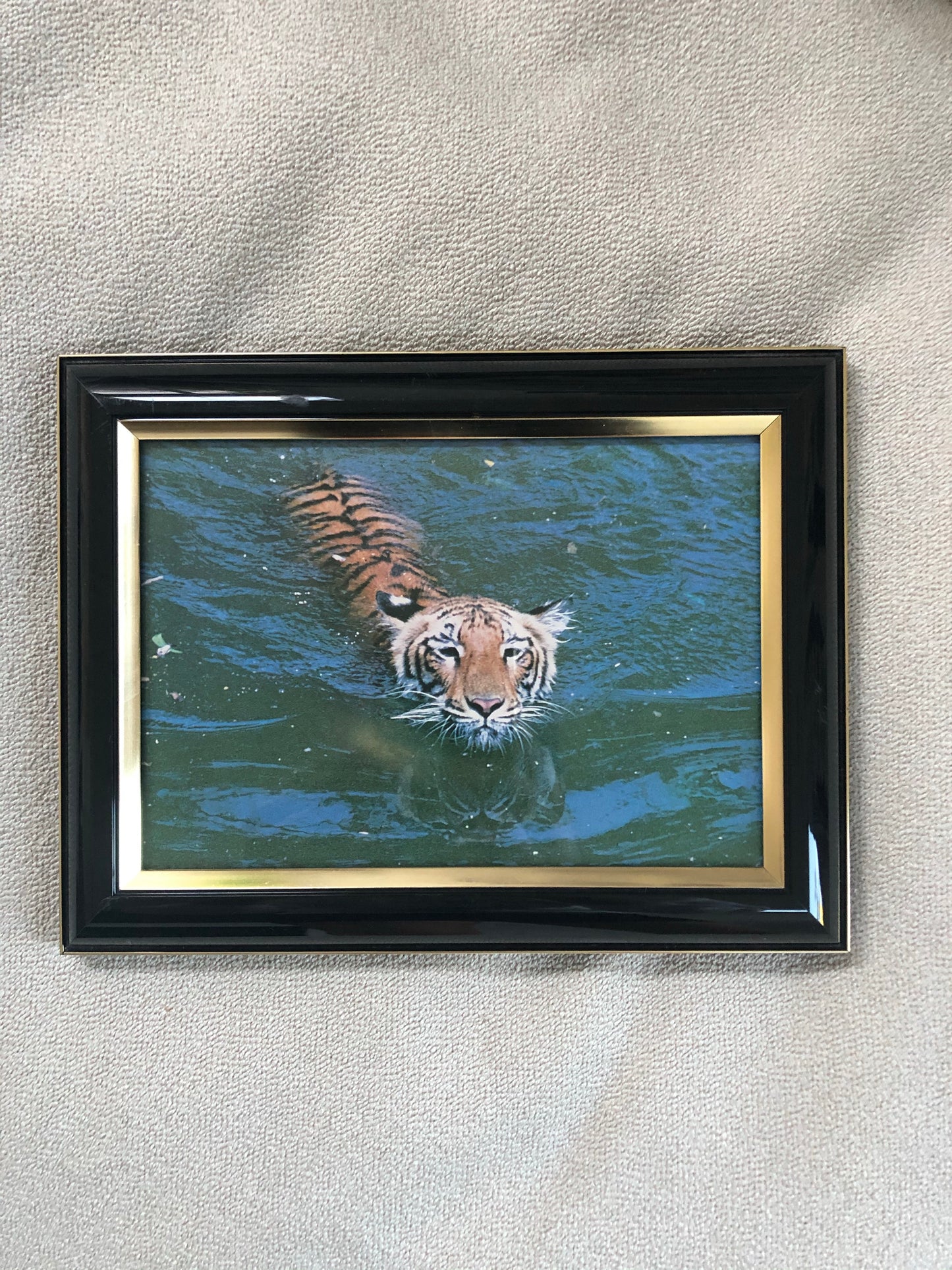 Tiger Collection