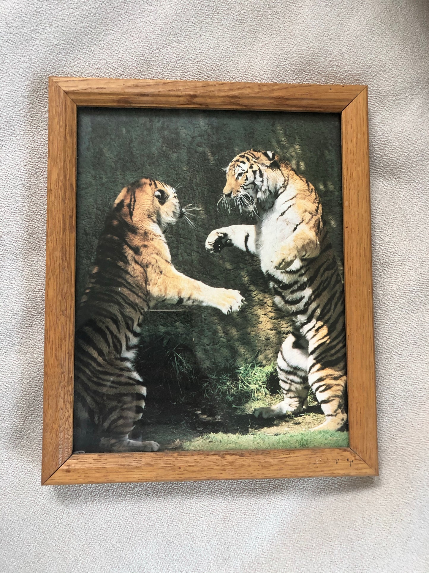 Tiger Collection